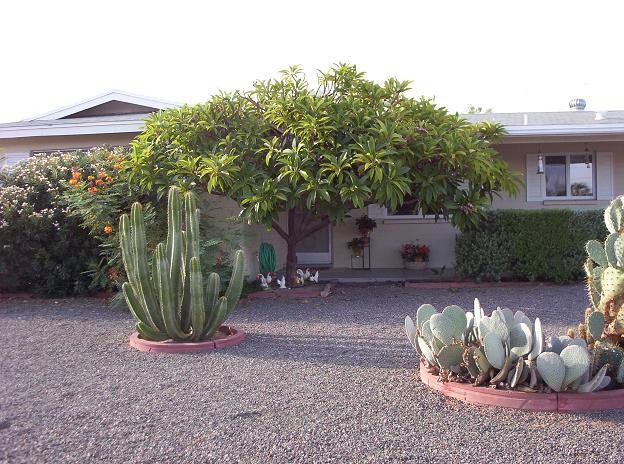 Plumeria Tree In East Mesa