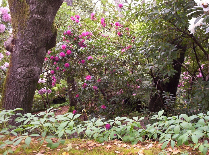 Filoli Woodland Garden