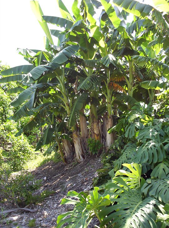 Banana grove