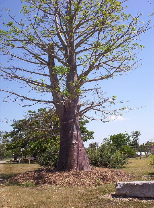 Baobab Tree