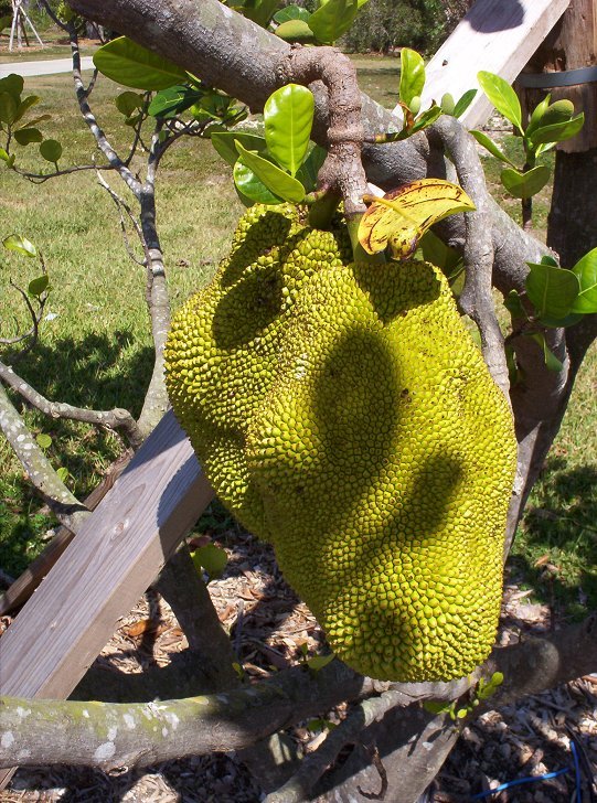 Jackfruit