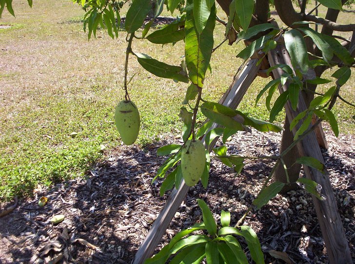 Mango Fruit