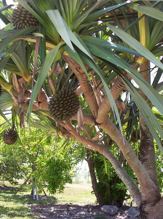 Screw Pine - Pandanus Utilis