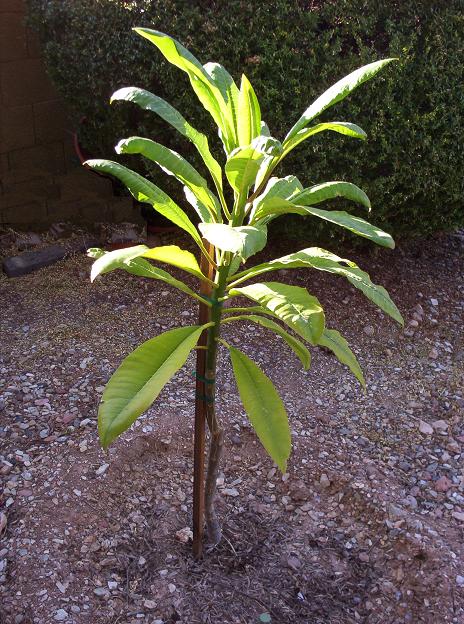 Jeannie Moragne Plumeria