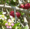 San Diego Botanical Gardena