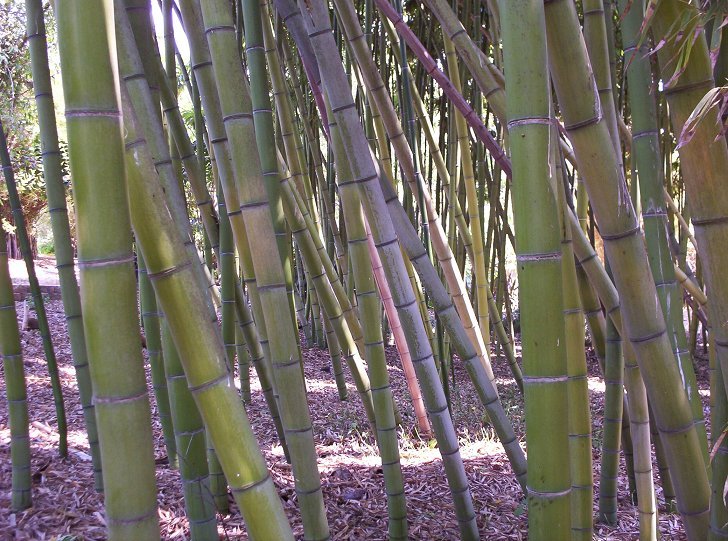 Bamboo Forest