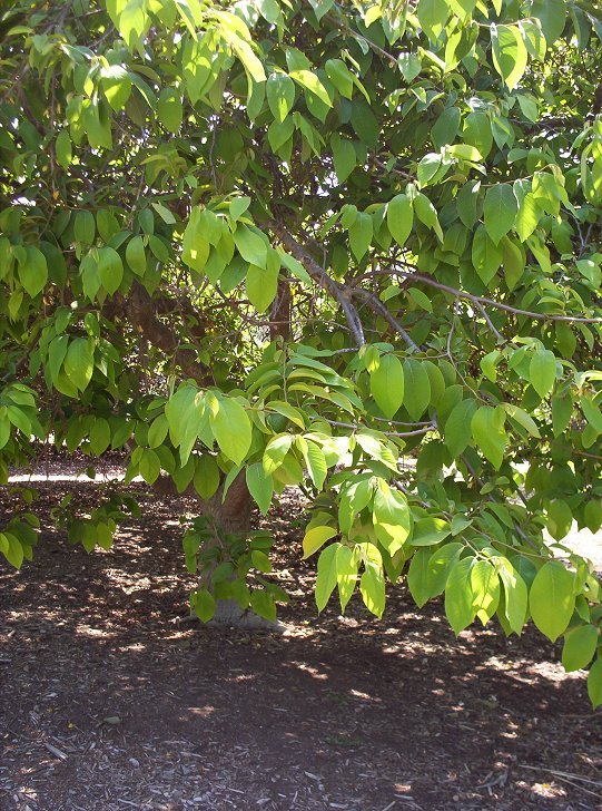 Cherimoya