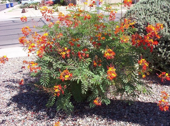 Red Bird Of Paradise Bush