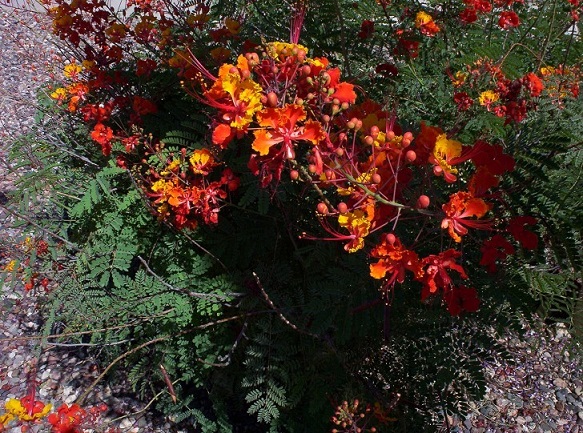 Red Bird Of Paradise Flowers