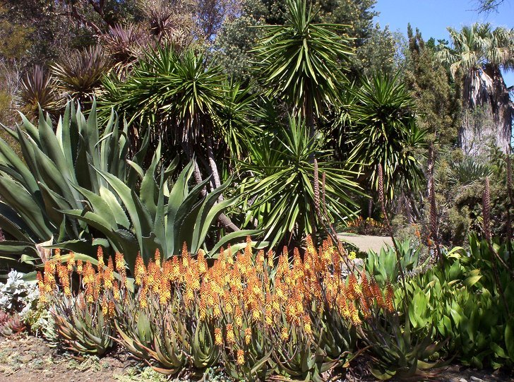 Aloes