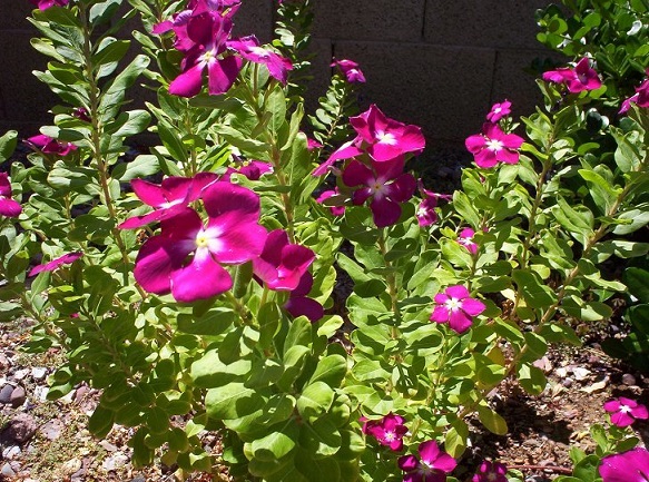 Vinca Rosea