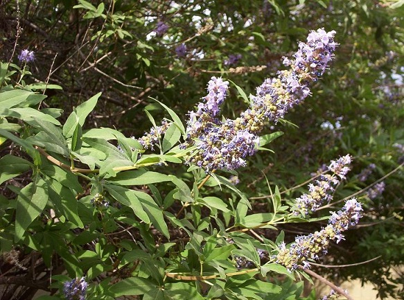 Vitex Flowers